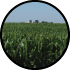 minnesota & iowa